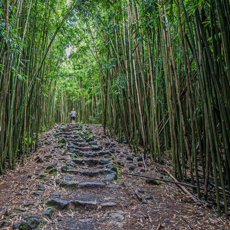 Call Royal Taxi (808) 874-6900 for your Hana Highway Bamboo Forest ride